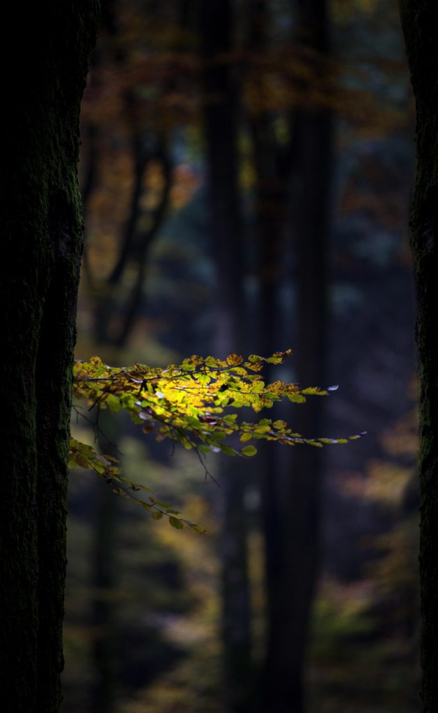 autumn, forest, leaves, tree, trees, autumn forest, nature, walk, walk in the woods, holiday, dutch landscape, relaxation, relax, resting place, people, walking path, avenue, park