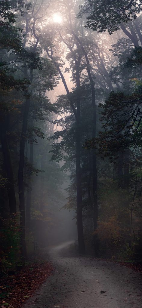 fall, nature, forest, path, vienna, sun, light, silhouette, very beautiful, magic, forest walk, looped, mood, the atmosphere